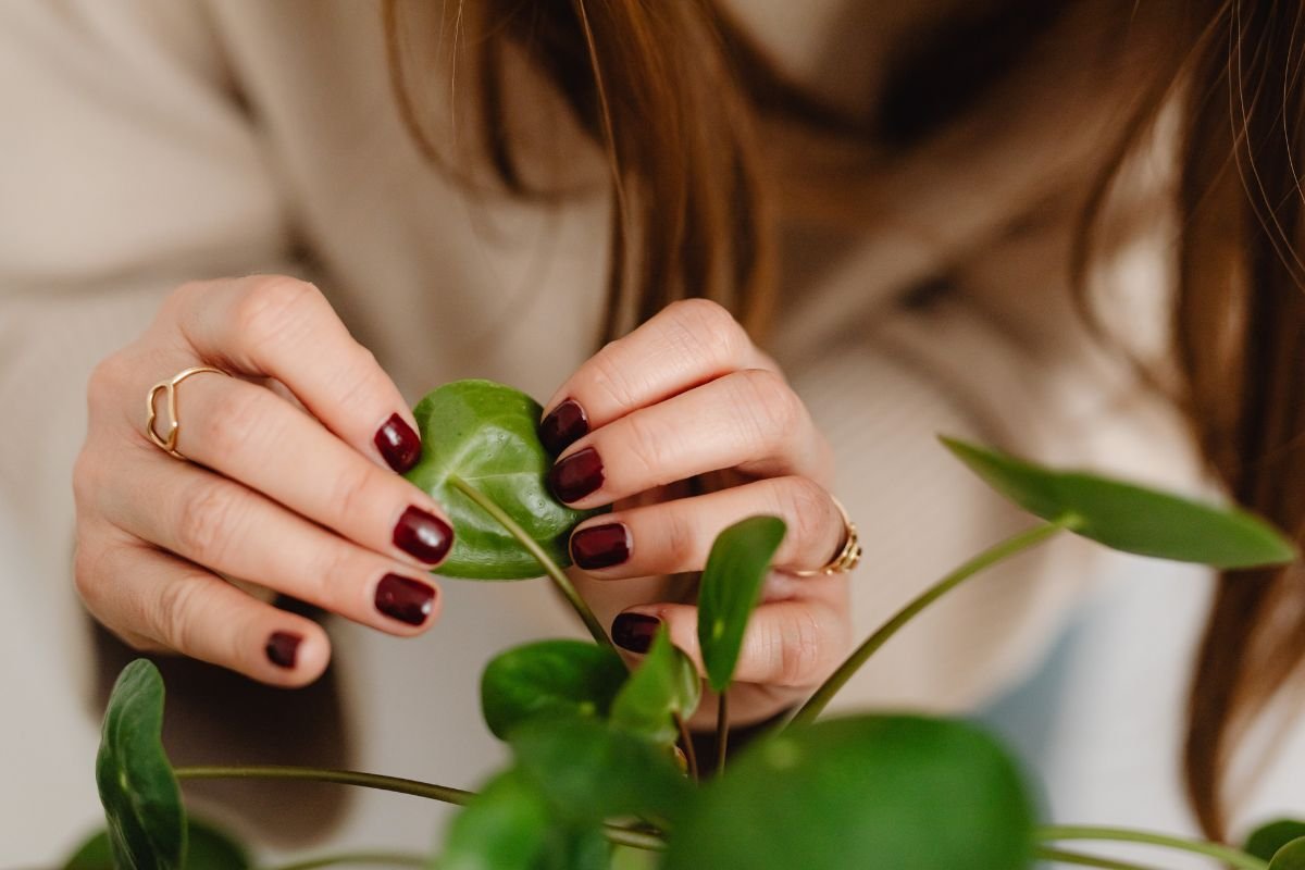 Indoor Plant Care Basics: Everything You Need to Know