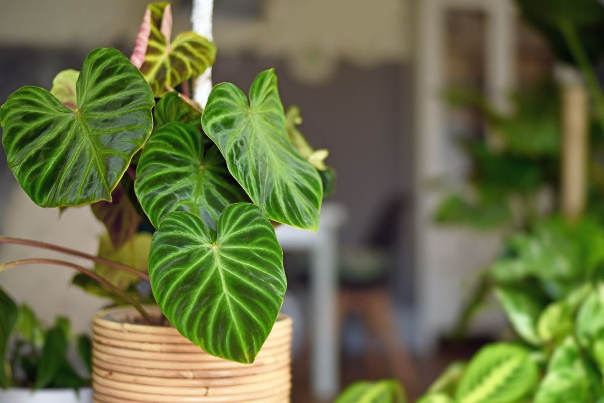 Low Maintenance Plants: Philodendron
