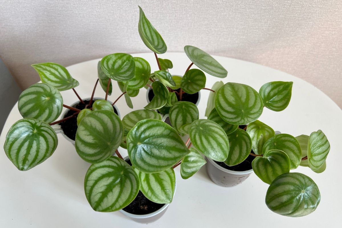 Pet Safe Indoor Plants: Peperomia