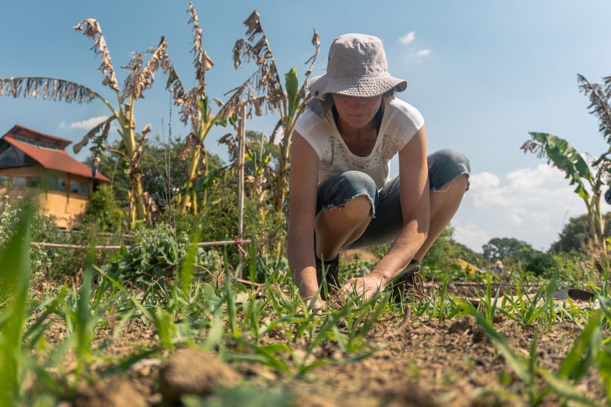 Permaculture Gardening