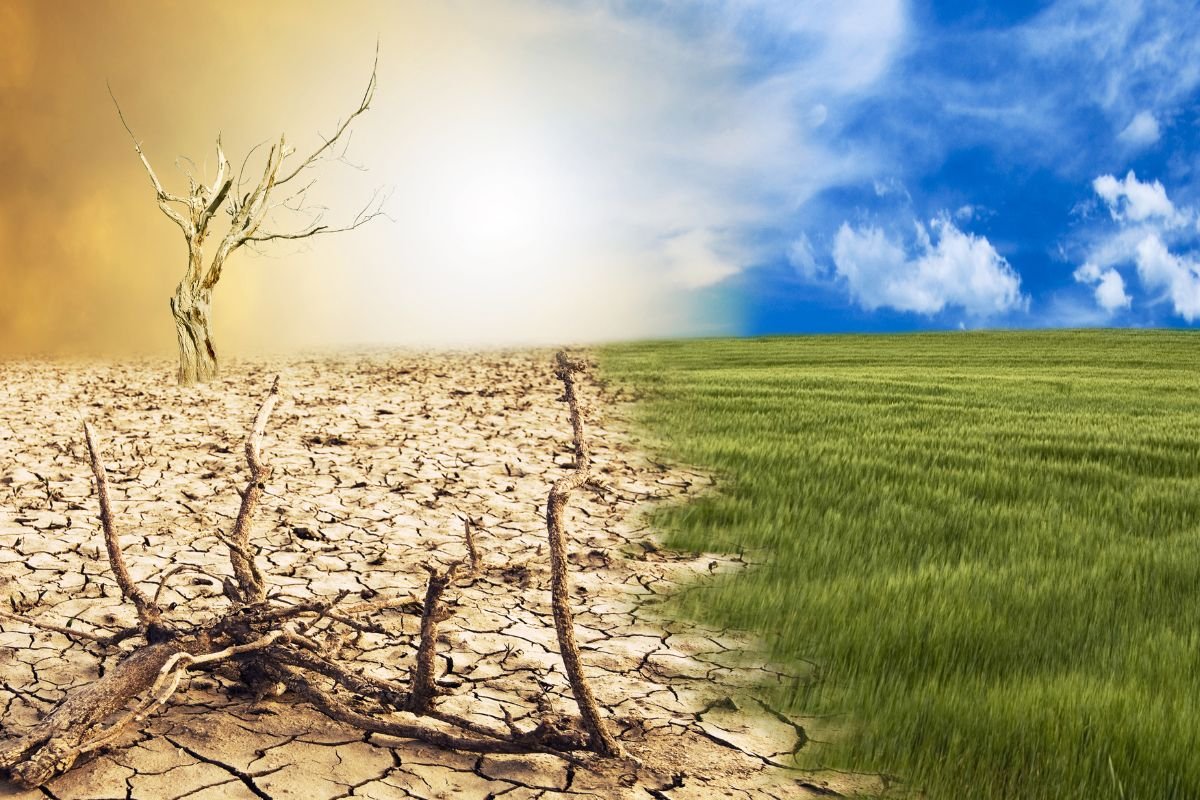 Plant Hardiness Explained: Climate Zones and Selection