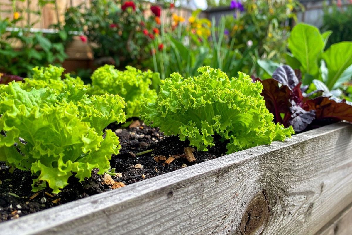 Essential Raised Bed Gardening Tips for Beginners