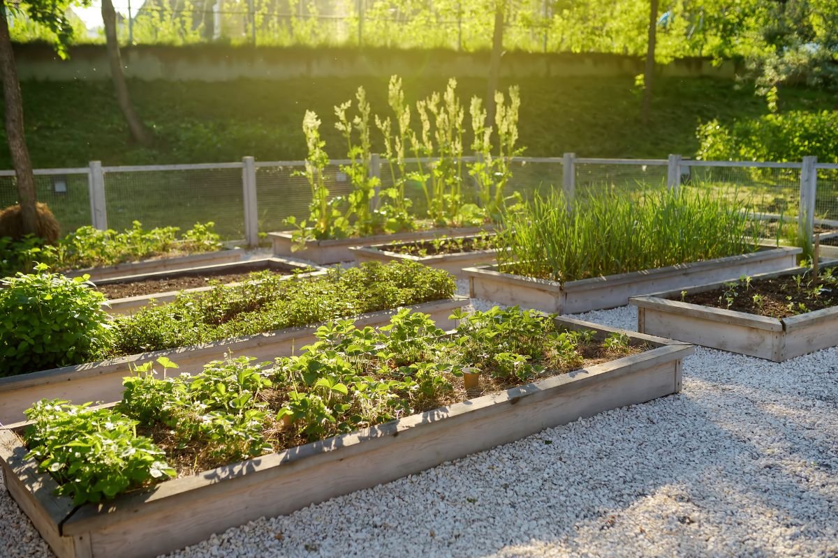 Essential Raised Bed Gardening Tips for Beginners