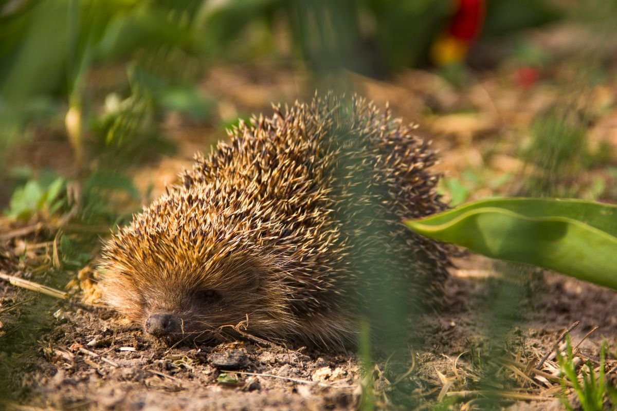 Garden Wildlife Habitats