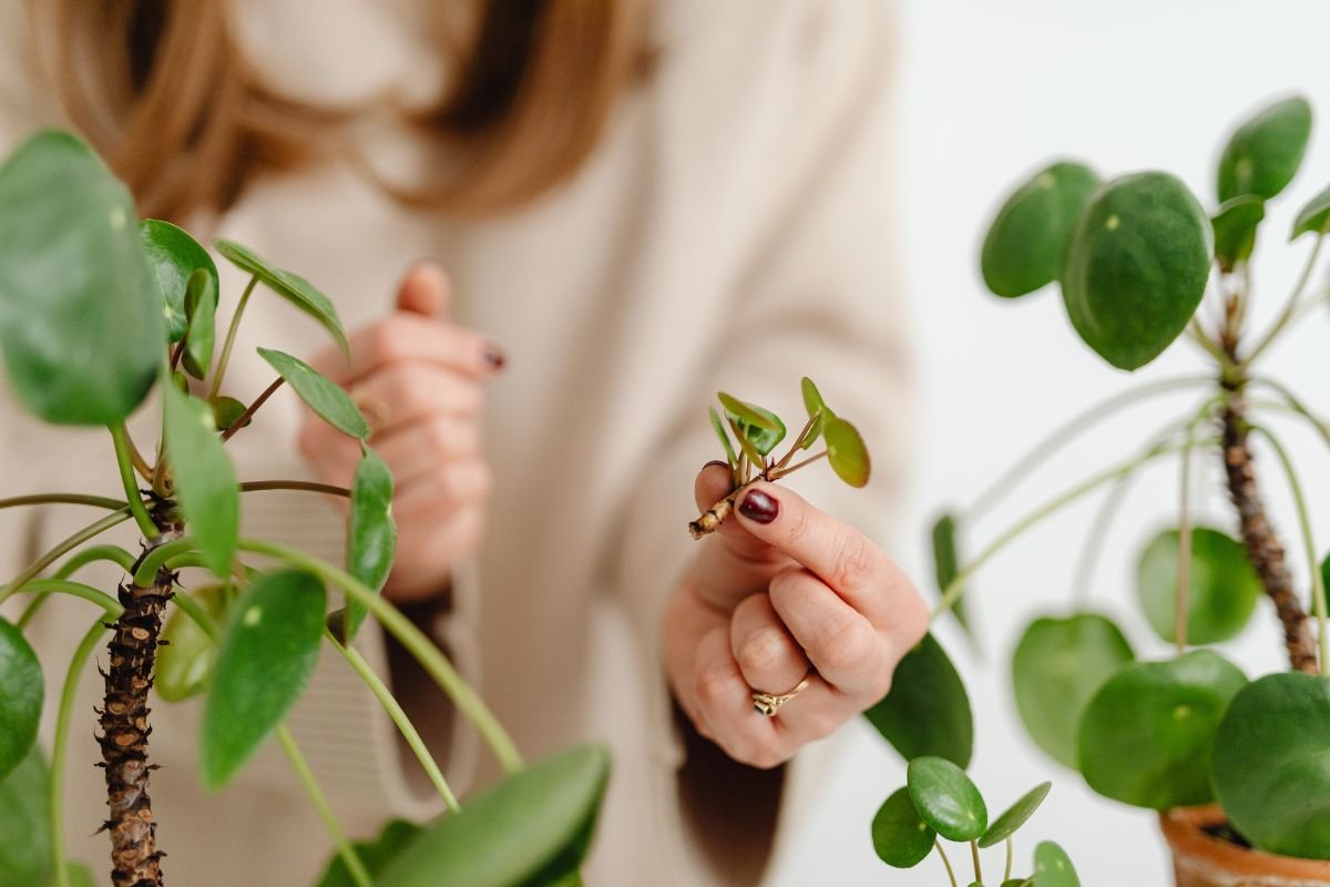 Master Plant Propagation Methods for Thriving Gardens