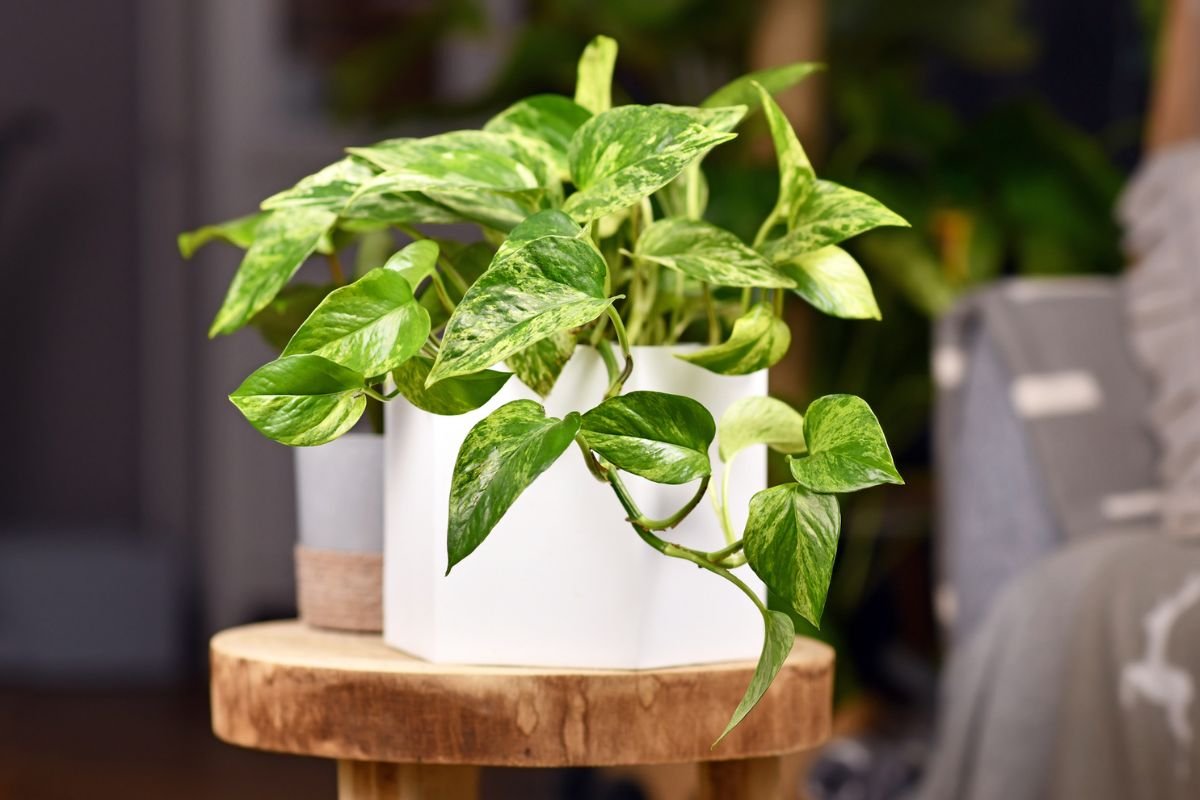Plants for Beginners: Pothos