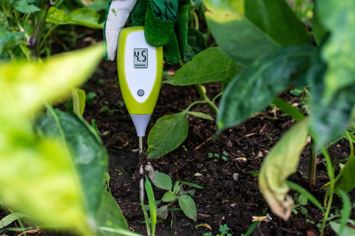 Soil pH Explained: Complete Guide for Gardeners