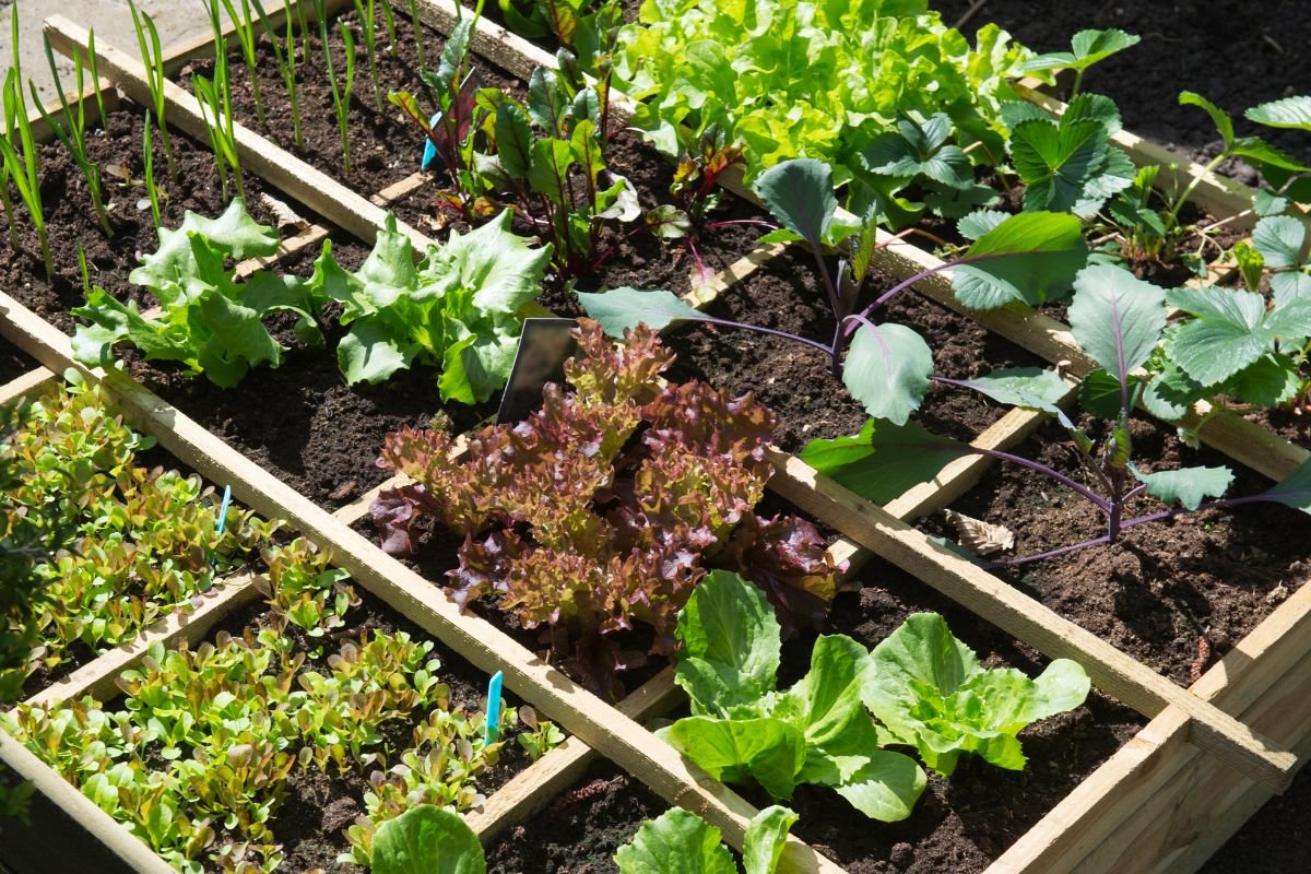 Square foot gardening 