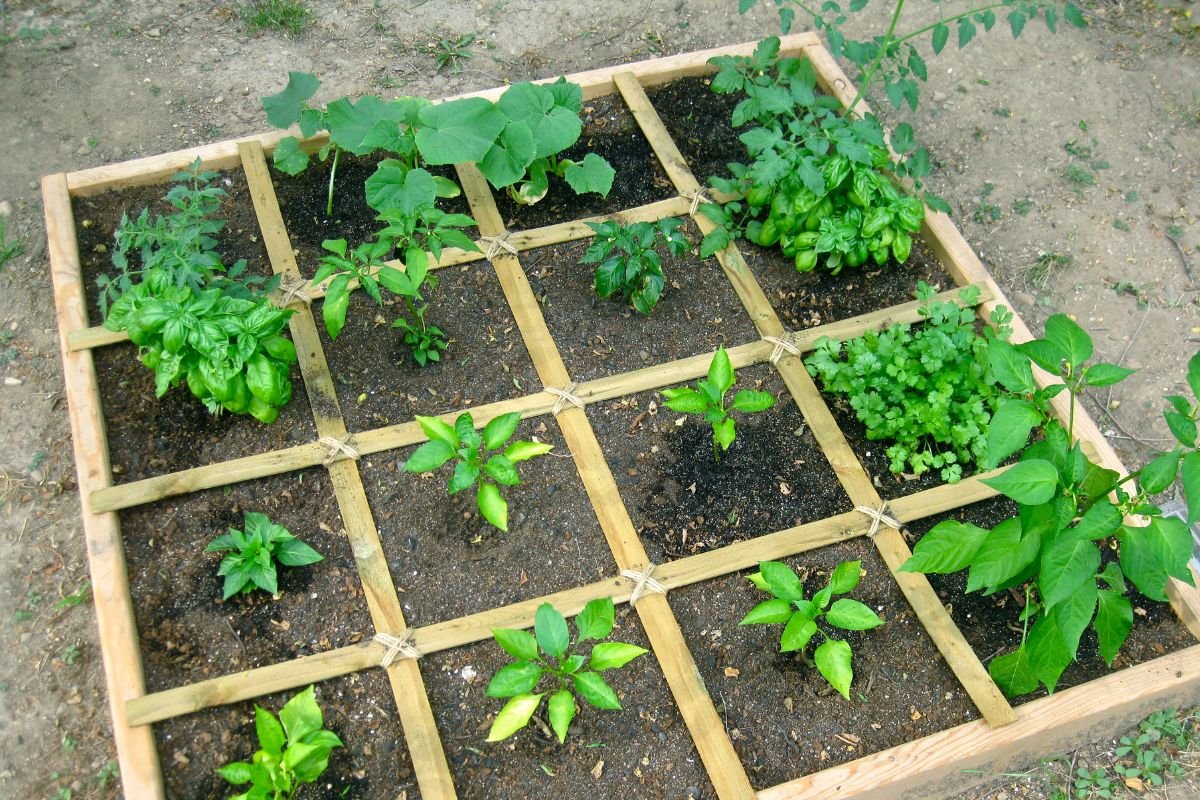 Square foot gardening 